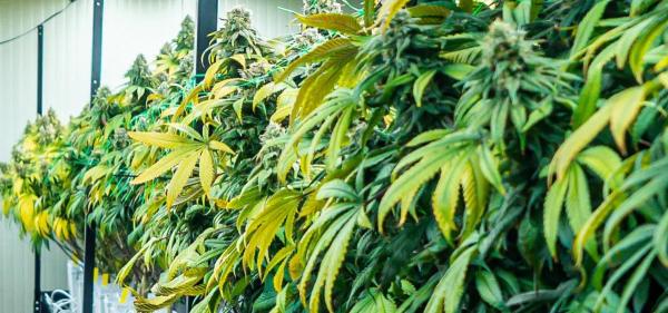 Massachusetts Cannabis Regulators Pass&hellip;