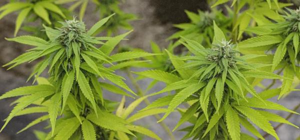 Cannabis MSO PharmaCann Closing…