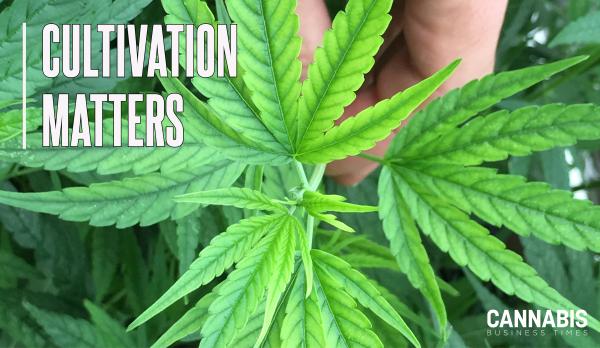 Steel Your Cannabis Crops Against Iron…