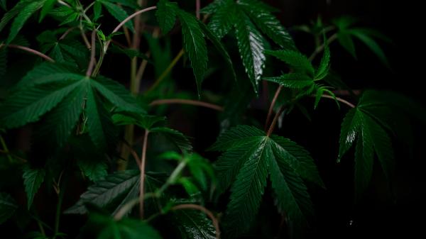 How Does Czechia’s Proposed Cannabis…