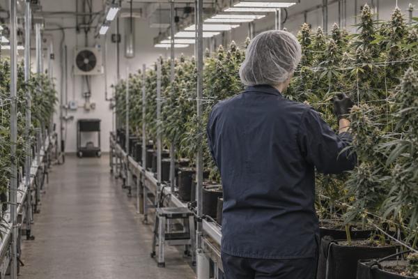 Canopy Growth Corporation names…