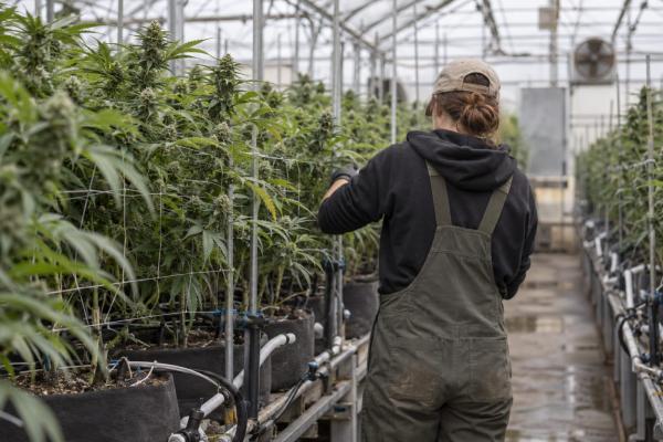 Tilray Brands revenue rises 23% to US$257.1M as cannabis…