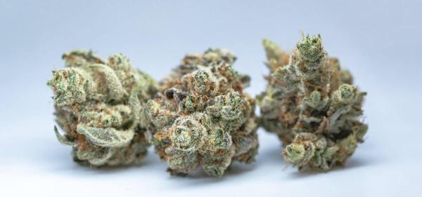 Adult-Use Cannabis Sales Launch in…