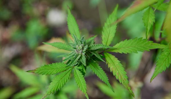 photo of FBI Denies Delaware’s Background Check Request, Delaying Adult-Use Cannabis Sales Launch image