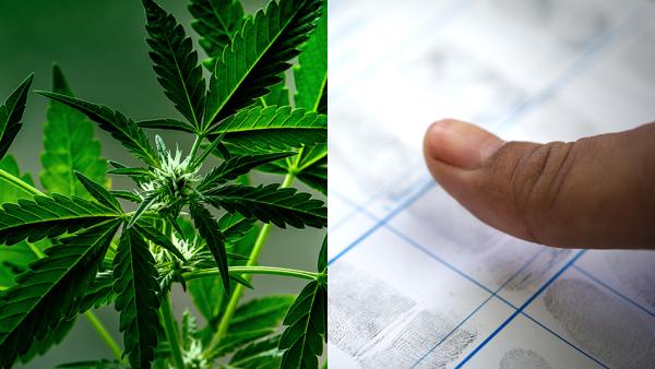 Delaware Receives FBI Code; Adult-Use…