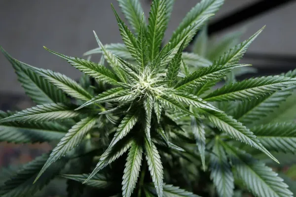Study Finds CBD and THC Reduce Oxygen&hellip;