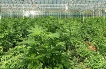 photo of UK Firm Wins First Licence To Produce Medical Cannabis In Guernsey image