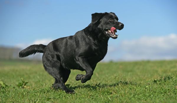 CBD Oil Was Well Tolerated in Dogs With Osteoarthritis,…