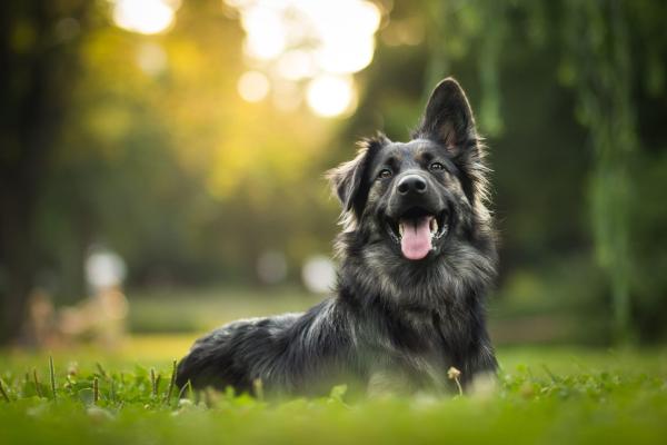 Study Finds Cannabis Oil May Help Dogs…