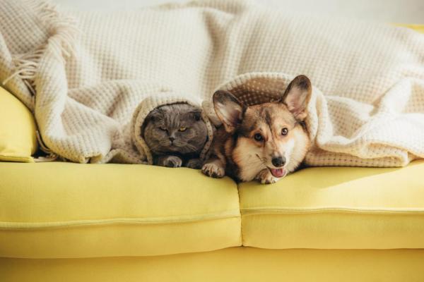Study Finds 72% of Veterinarians in&hellip;