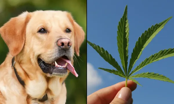 Maryland Law Protecting Veterinarians…