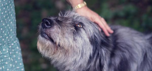 Study: Dogs Given CBD Have…