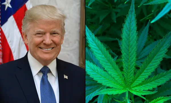 Trump Says Medical Marijuana Is ‘The&hellip;