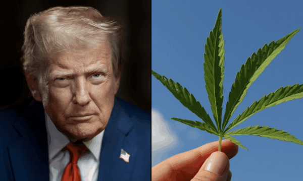 Trump Was ‘Poorly Advised’ On Marijuana&hellip;