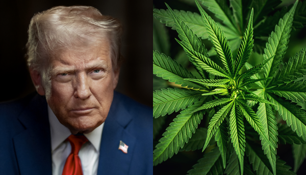 With DEA Head in Place, Trump Now Ready…