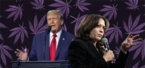 Curaleaf Dispensaries in Arizona Selling Election-Themed Strains Based on Presidential Candidates