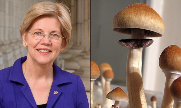 photo of Elizabeth Warren Backs Massachusetts Psychedelics Legalization Ballot Initiative, But Stresses Need For Effective… image