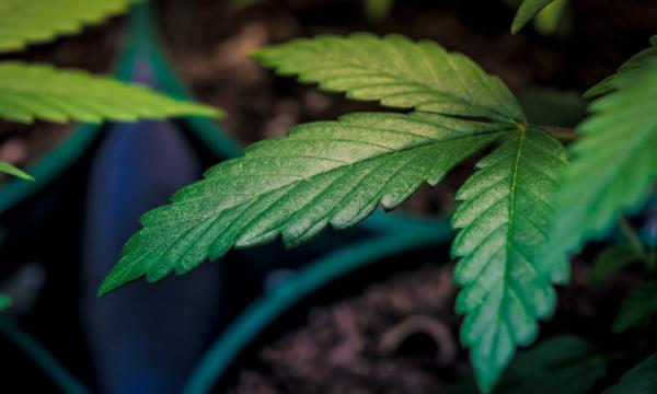 UN Annual Drug Report Says Marijuana…