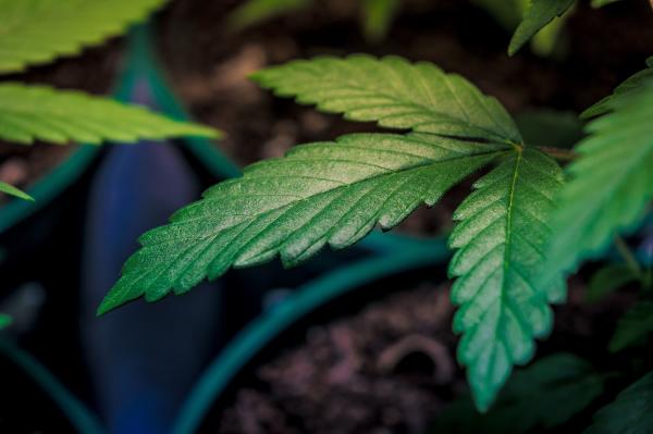 Marijuana Users In Iowa Are Engaged And…