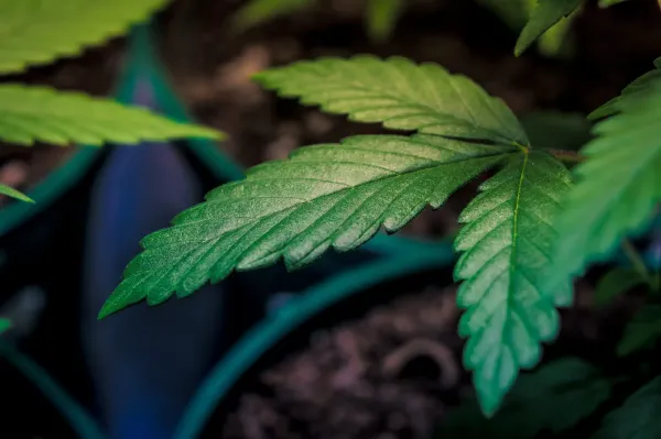 Alabama’s Second Medical Marijuana&hellip;