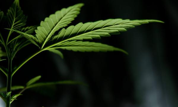 Federal Marijuana Bill Isn’t Enough To…