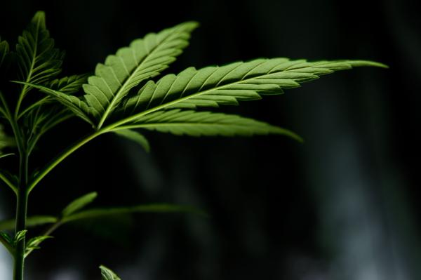 Smoking Marijuana And Playing Video…