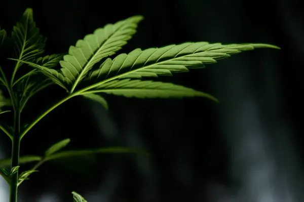 Georgia’s Expanded Medical Marijuana&hellip;