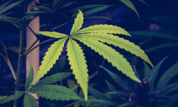 photo of Texas House Committee Approves Senate-Passed Bill To Ban Cities From Decriminalizing Marijuana image