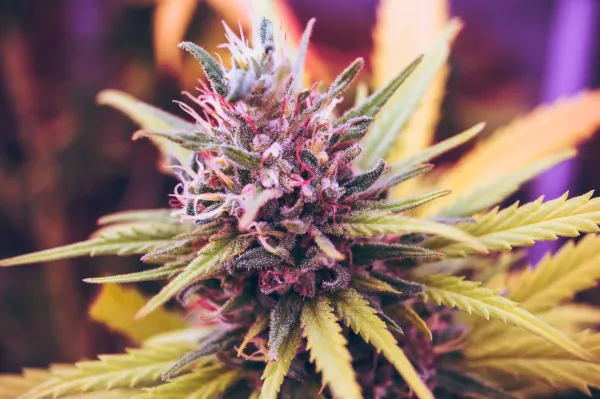 photo of Medical Marijuana Improves Pain, Sleep And Anxiety In Women With Endometriosis While Also Reducing Opioid Use, Study&hellip; image