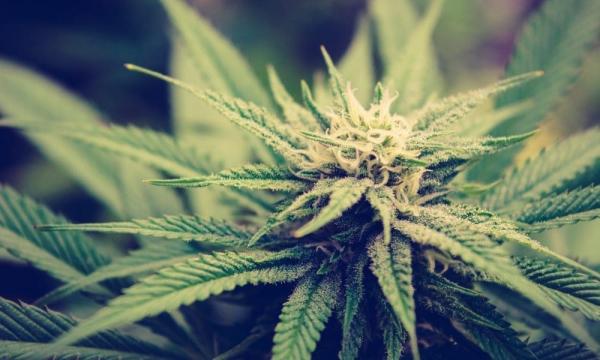 Florida Marijuana Legalization Campaign…