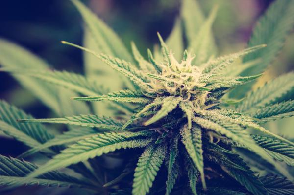 Kentucky’s First Medical Marijuana…