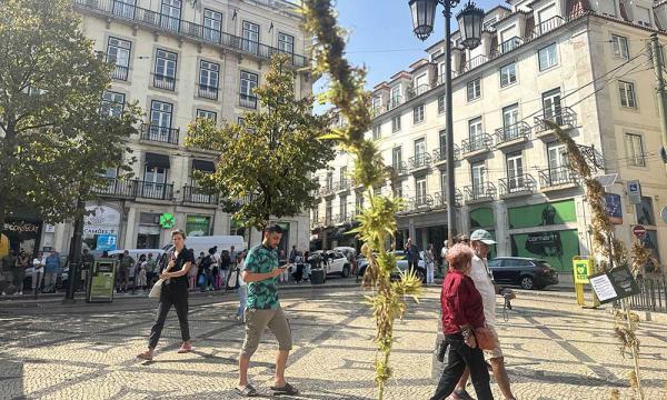 photo of More Than 500 Industrial Hemp Plants Distributed in Lisbon image