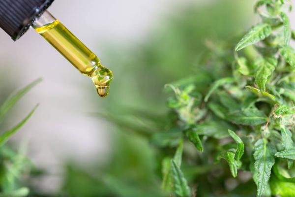 Study Finds THC-Rich Marijuana Extracts…