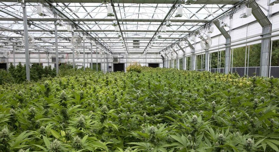 photo of Western US States Are Reporting a Record-Breaking Weed Harvest This Year image