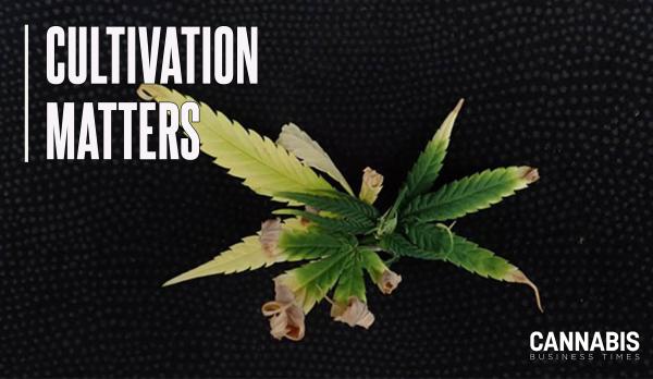 Feel the (Cannabis Leaf Margin) Burn
