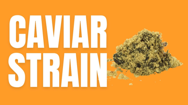 photo of Caviar Weed Strain: The Pinnacle of Cannabis Luxury image