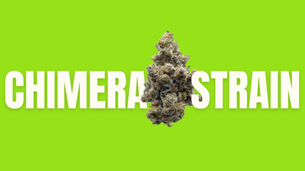 photo of Chimera Strain Weed: The Hybrid That's Taking the Cannabis World by Storm image