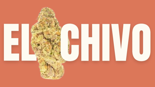 photo of El Chivo Weed Strain: The Goat of Cannabis image