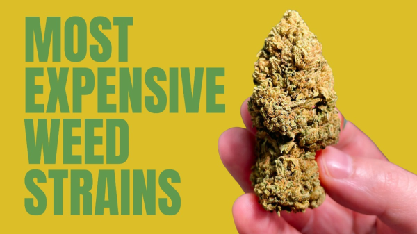 photo of Most Expensive Weed Strain: The Luxurious Side of Cannabis image