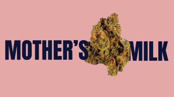 Mother's Milk Weed Strain: The Comfort Cannabis You Need