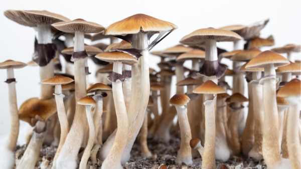 Mind Over Matter? The Legal and Ethical Maze of Psychedelic Therapy in Corporate Health Plans