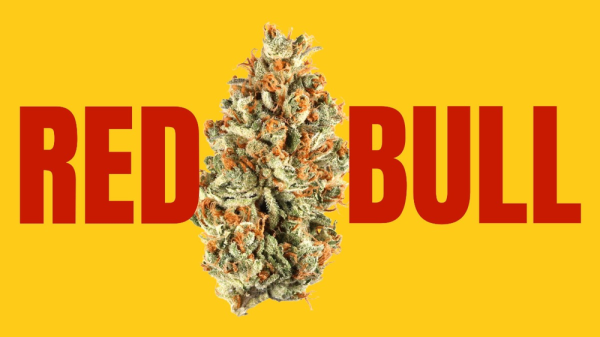 photo of Red Bull Weed Strain: Get Wings with This Energizing Bud image