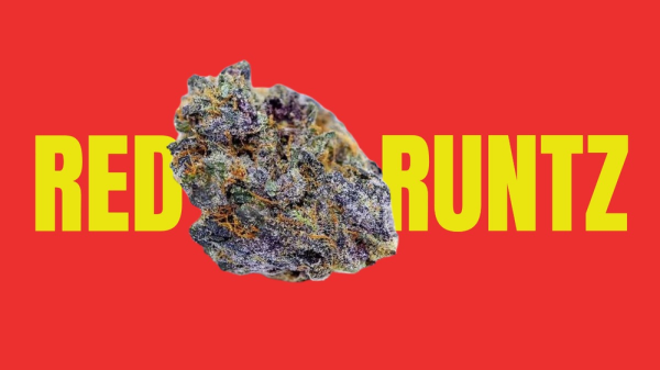 Red Runtz Weed Strain: The Fiery Side of Cannabis