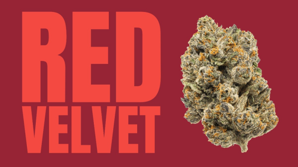 photo of Red Velvet Weed Strain: A Luxurious Experience for Connoisseurs image