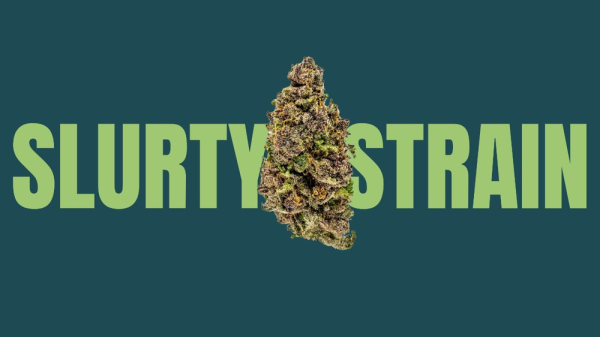 Slurty Weed Strain: A Smooth Operator in the Cannabis World