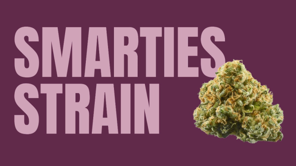 Smarties Weed Strain: A Smart Choice for Cannabis Enthusiasts