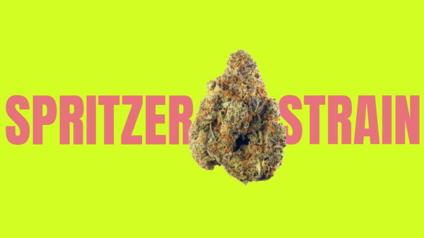Spritzer Weed Strain: A Refreshing Twist on Cannabis