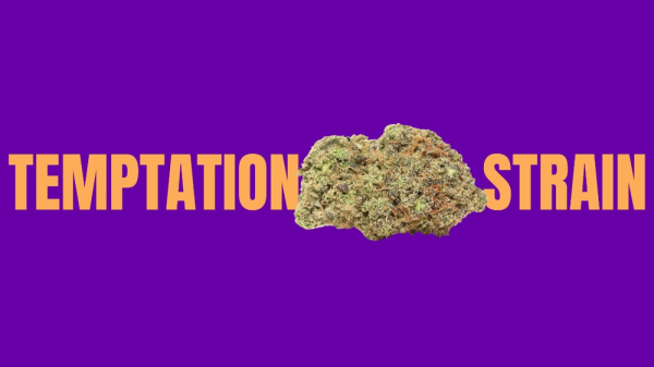 photo of Temptation Weed Strain: The Forbidden Fruit of Cannabis image