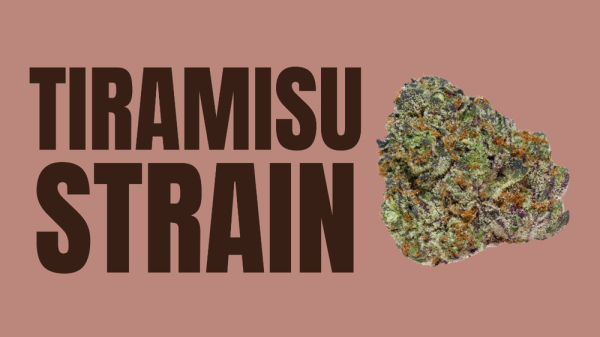 Tiramisu Weed Strain: A Dessert-Like…
