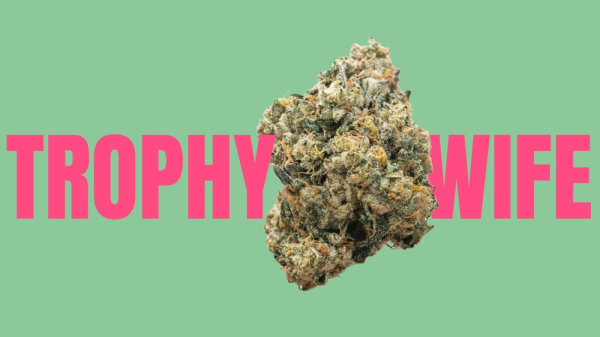 photo of Trophy Wife Weed Strain: The Prize-Winning Cannabis image